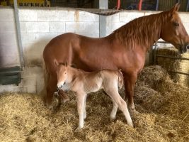 Rare Suffolk foal