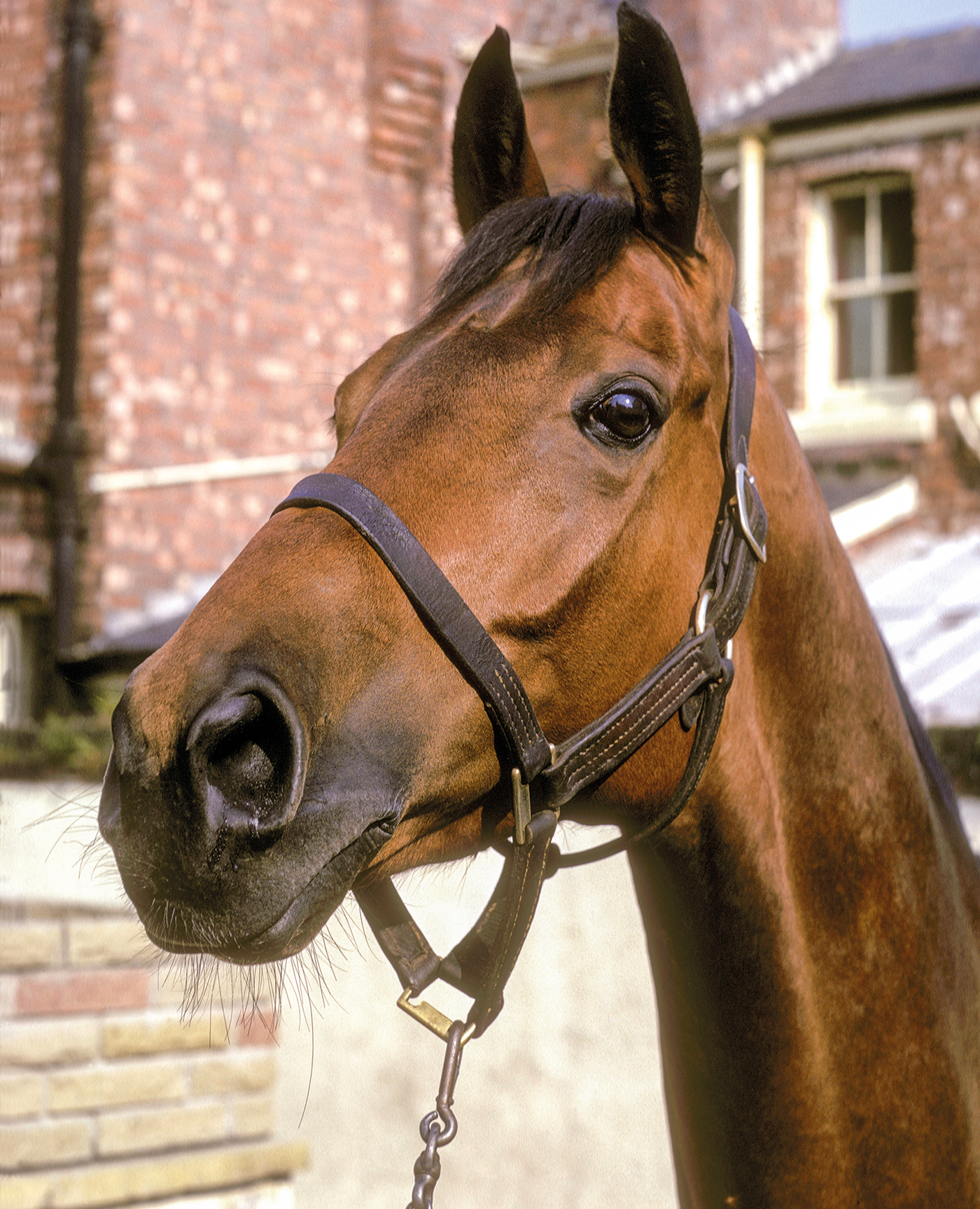 A3129F Vintage 1974 Grand National winner Red Rum in trainer Ginger McCain s Southport yard