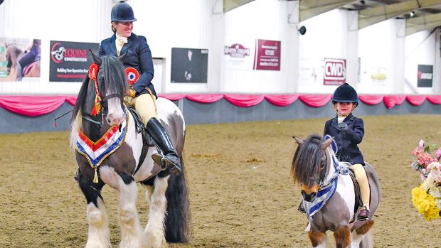 Brickell Mr Pickwick, exhibited by Rebecca Lock, Champion and EvieâÂÂs Pride, exhibited by Scarlett Sharp, reserve in BSPA Supreme Ridden Championship, during the BSPA Festival of Showing & Winter Championships held at the College Equestrian Centre in the village of Keyoe in the county of Bedfordshire in the UK on the 25th February 2018