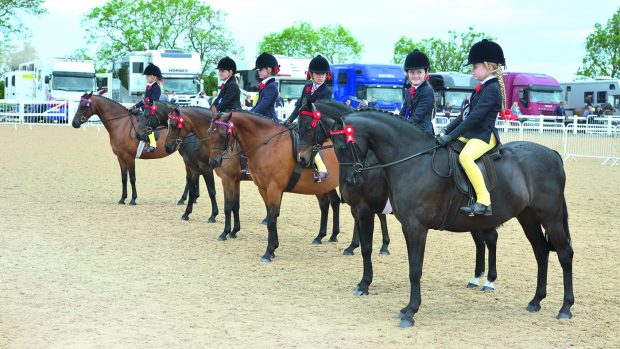 line up lining Three Counties Show 02.06.19 HOYS Mini Champs. Champion No. 1051 Woodview Ianthe