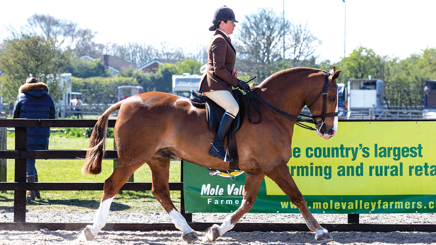 Cob Champion 51 BLING COBSBY R: Vicky Smith