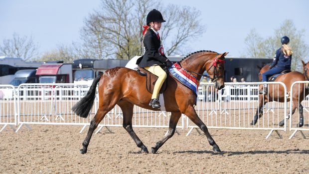 BSPS Winter Champs. 17.04.21 Novice S/P Champs. Champion No. 538Broadgrove Family Silver Milly Gilbert