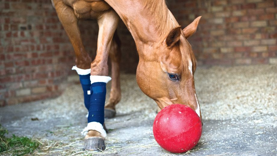 A guide to box rest — how to navigate this testing time Horse & Hound