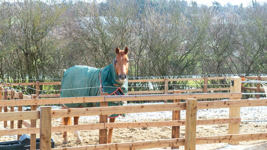 A guide to box rest — how to navigate this testing time Horse & Hound