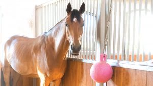KAFWX1 Bavarian Warmblood. Bay adult standing in a box with window. Germany
