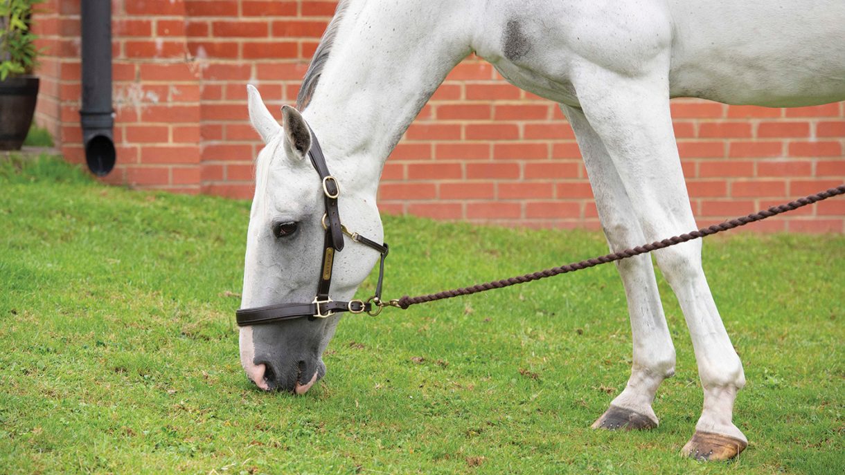 A guide to box rest — how to navigate this testing time Horse & Hound