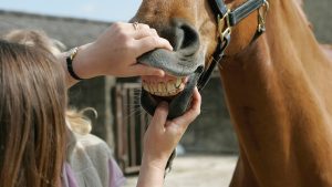 Checking teeth, sign of age