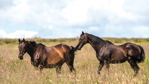 W65H2J Camptown, Jedburgh, Scottish Borders, UK. 15th July 2019. Racehorses relax during their summer break in the Scottish Borders.