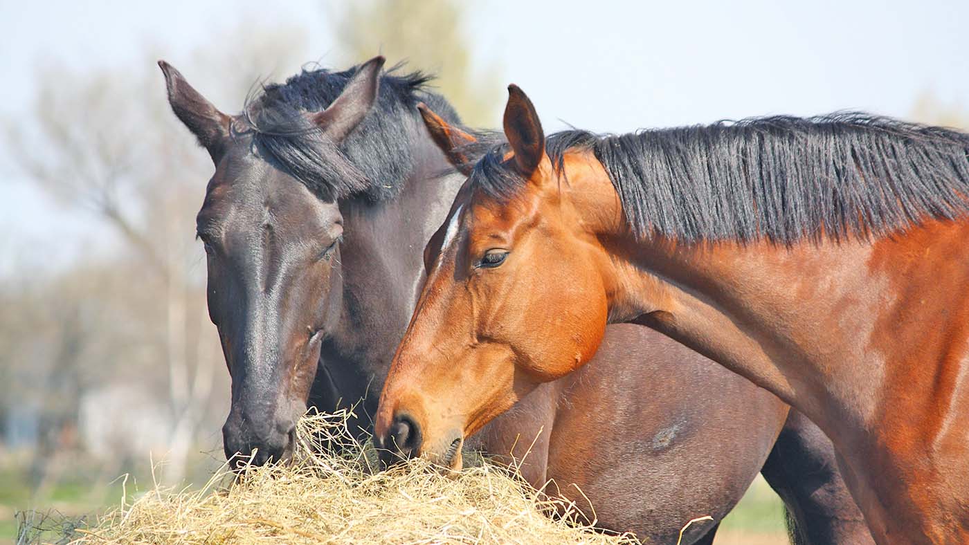 E6TB45 Black and chestnut horses eating hay