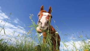 EYGF26 Oberoderwitz, Germany, Horse grazing on the pasture