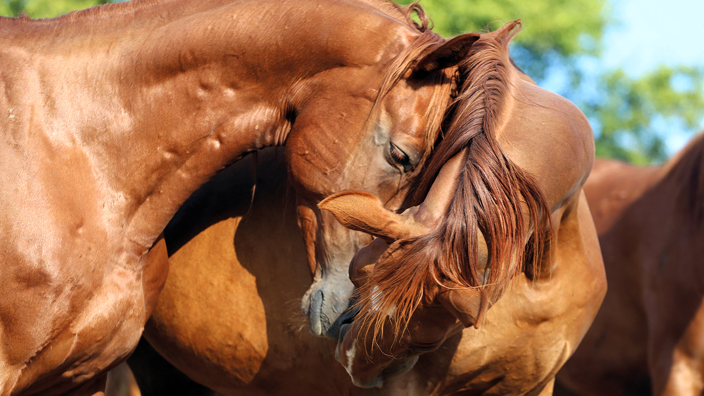 HDRWDJ Young stallion horses embracing in peaceful in the summer corral