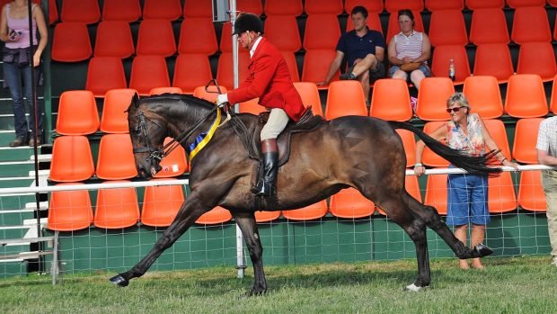 Thoroughbred Jack The Giant