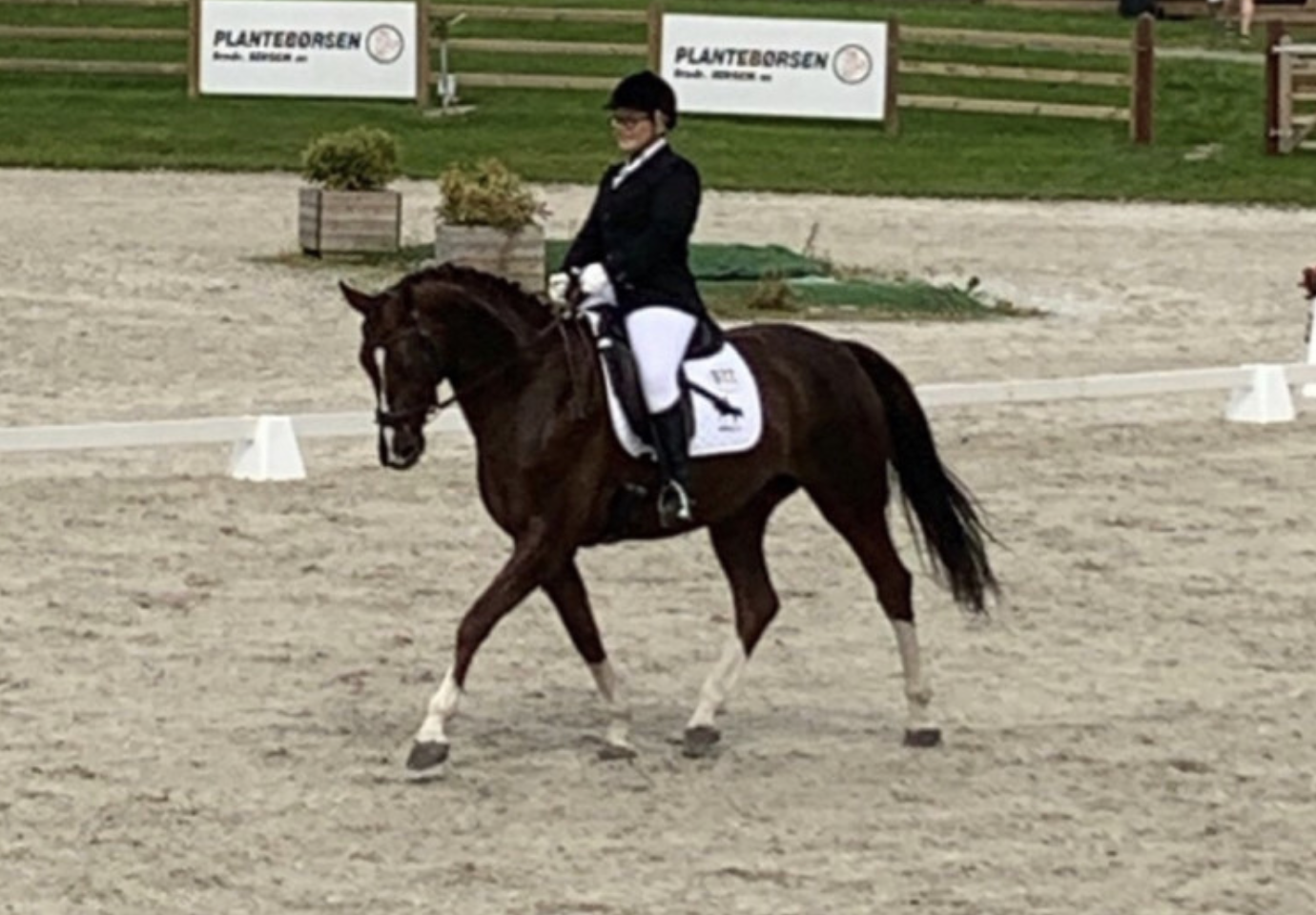 Dressage horses for sale