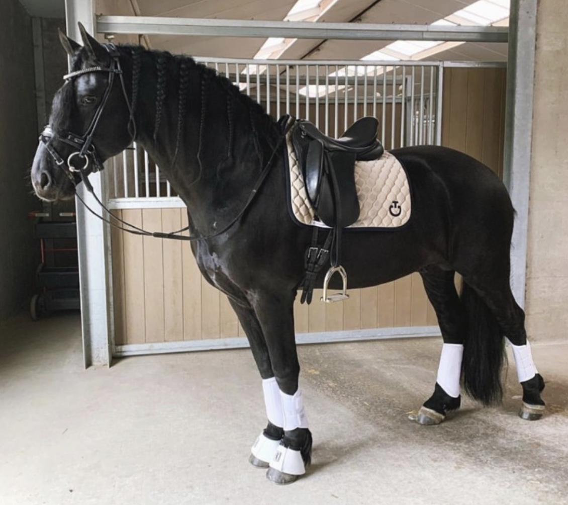 Dressage horses for sale