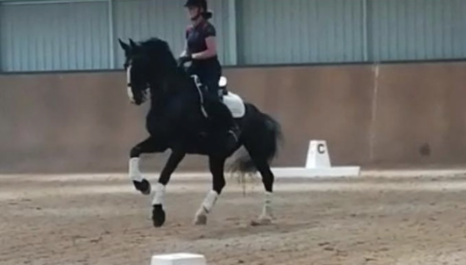 Dressage horses for sale