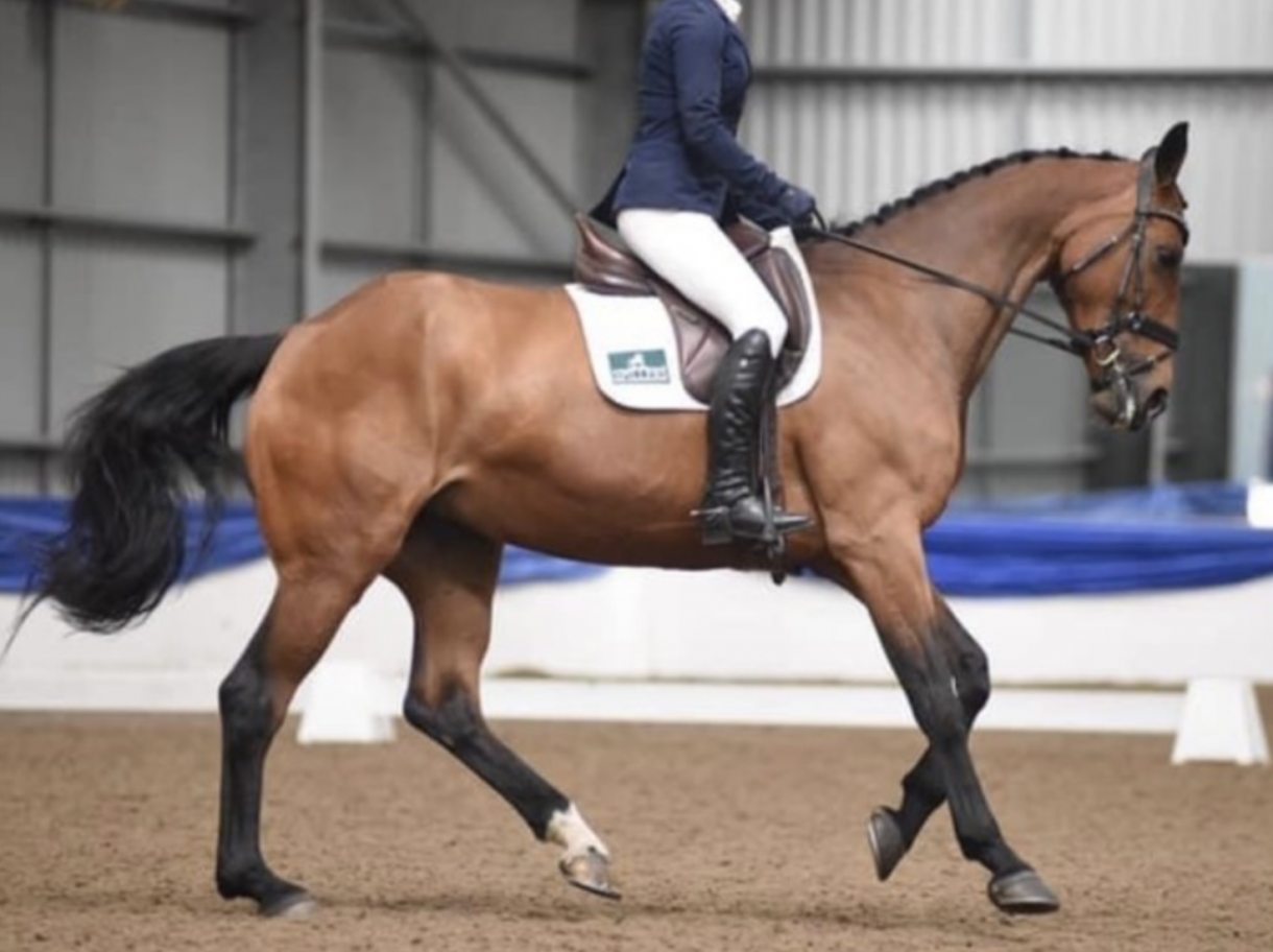 Dun horses for sale — Horse & Hound