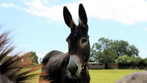 easter donkeys