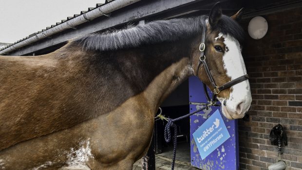 West Yorkshire Police police horse Clydesdale