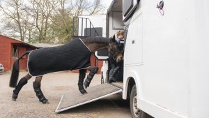 Owning versus hiring horse transport travel, lorry. horsebox, loading