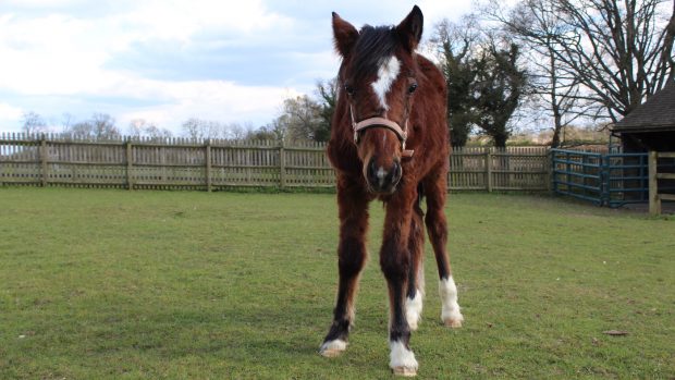 Abandoned foal rescued Buckinghamshire