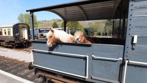 Viral video Shetland ponies