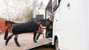 Travelling horses safely travel, lorry. horsebox, loading