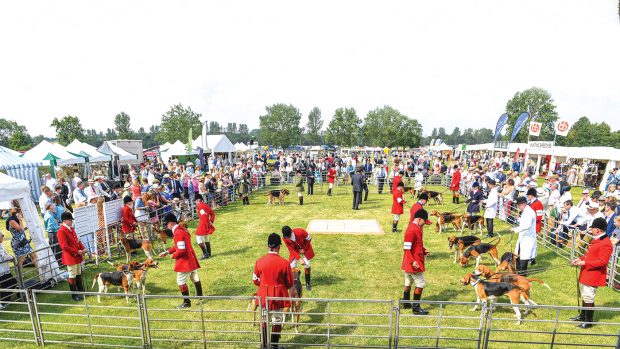 Peterb. Foxhound Show 17.07.19 17.07.19 Old English Foxhound ring G.V.