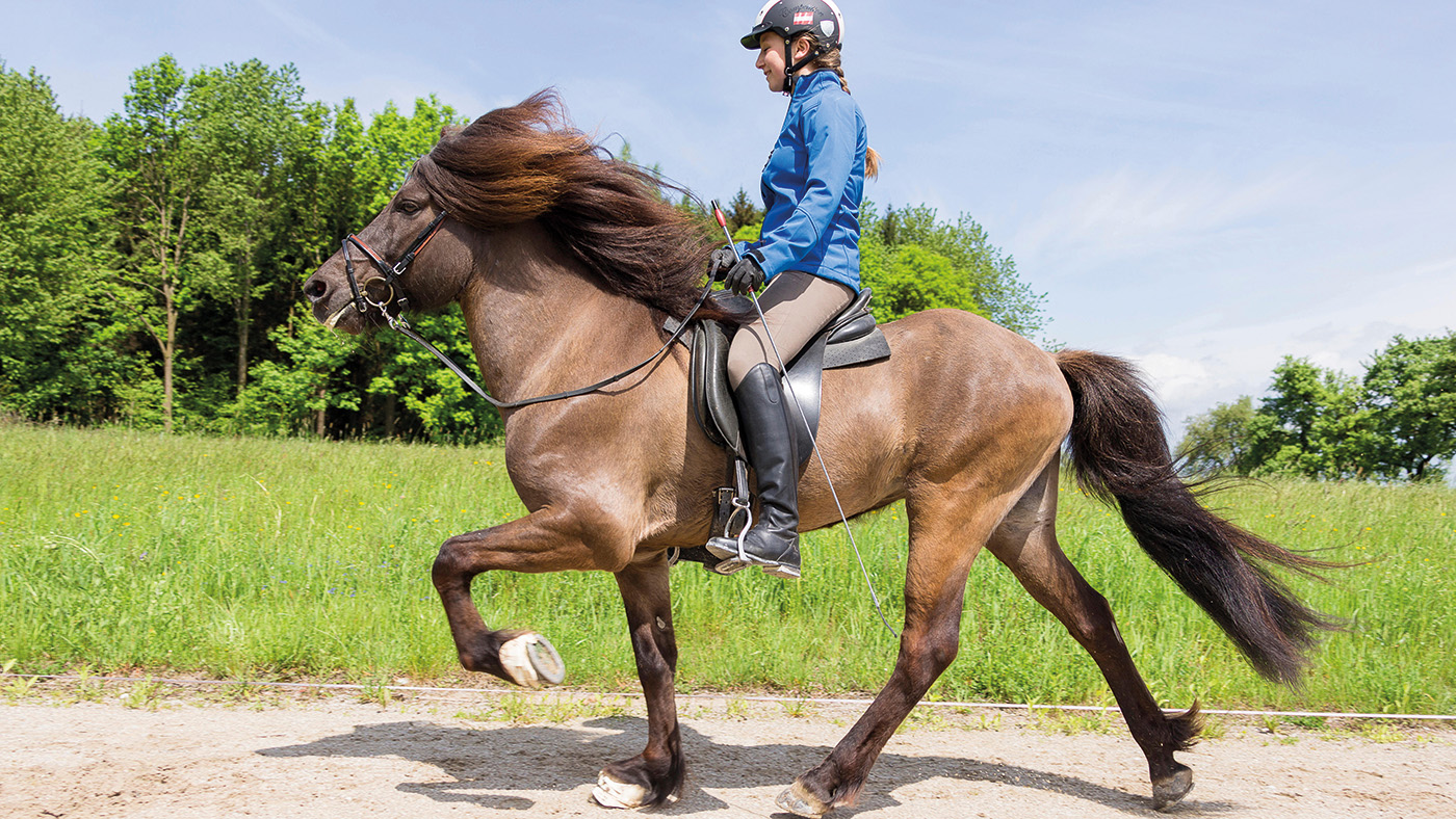 F64Y5H Icelandic Horse. Girl performing the toelt on a stallion on a riding place. Austria