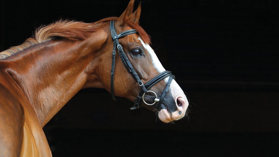 2A1ME0N Dressage race horse portrait indoor stable