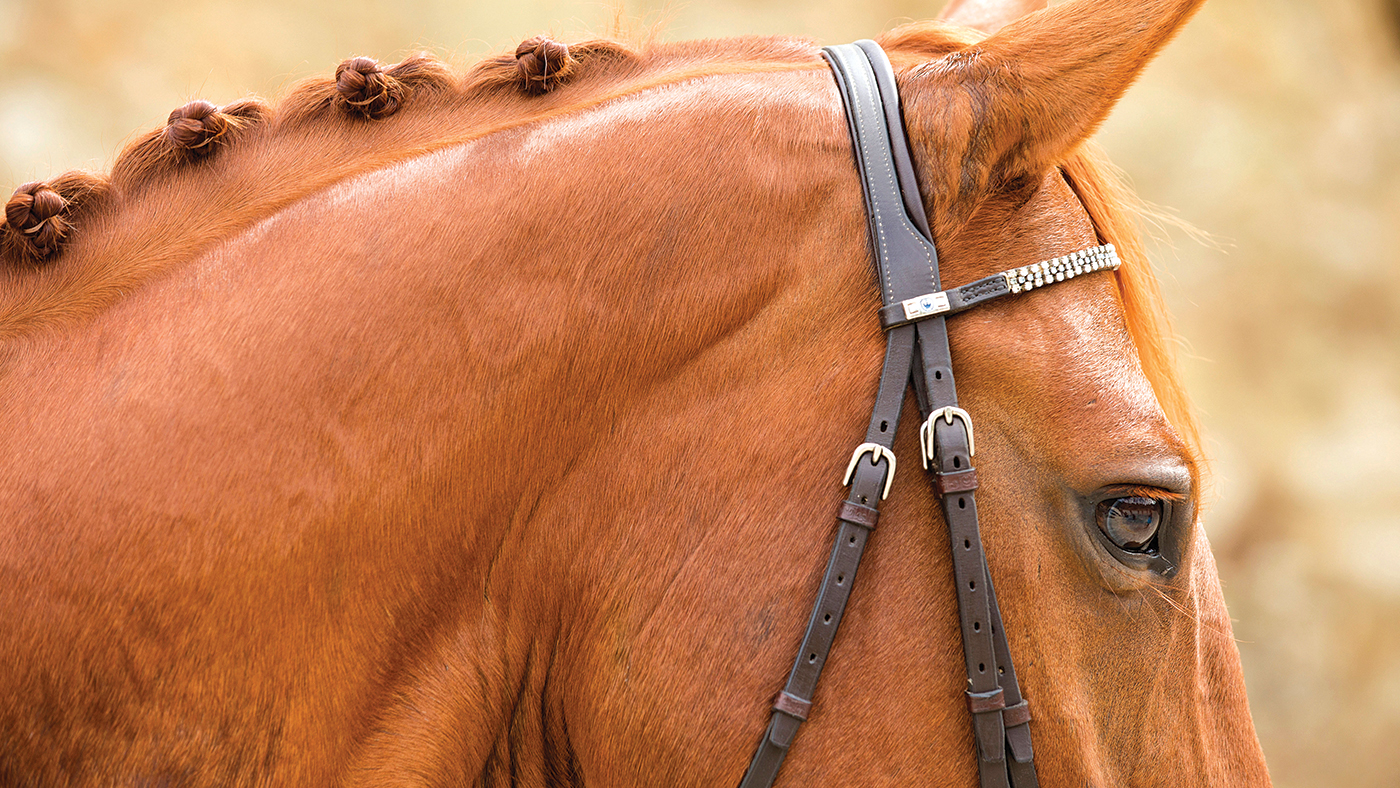 DXEB0D Domestic Horse with plaited mane. New Zealand