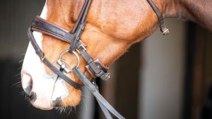 types of noseband