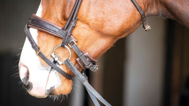 types of noseband