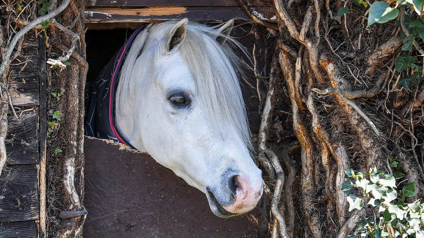 Manorlea Mavrick (stable name Mavrick) at Christina and Kevin Gillett yard, in the village of Little Downham near Ely in Cambridgeshire in the UK on the 19th April 2021