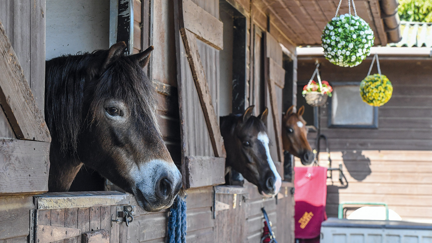 Bradleybridge Ab Fab (Molly), Annandale Line of Fire (Clint) and Cosford Glamorize (Gladys) at Christina and Kevin Gillett yard, in the village of Little Downham near Ely in Cambridgeshire in the UK on the 19th April 2021 :