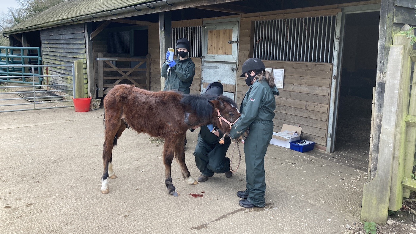 Foal rescued Buckinghamshire