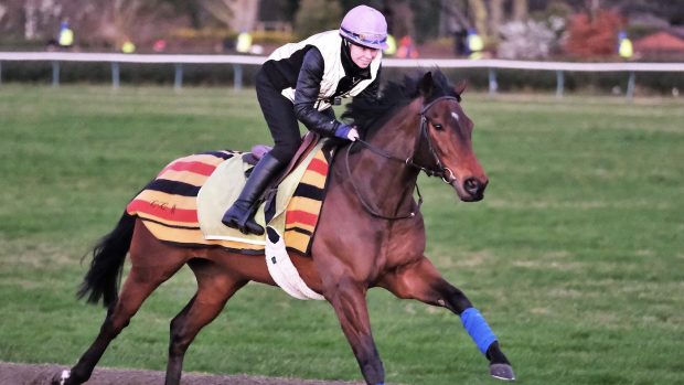 Newmarket road safety: Rosie Margarson and Caribbean Spring