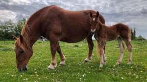 newborn foal