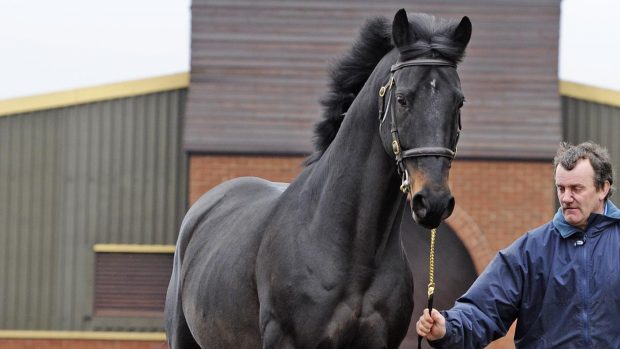 breeding stallion Primitive Proposal put down