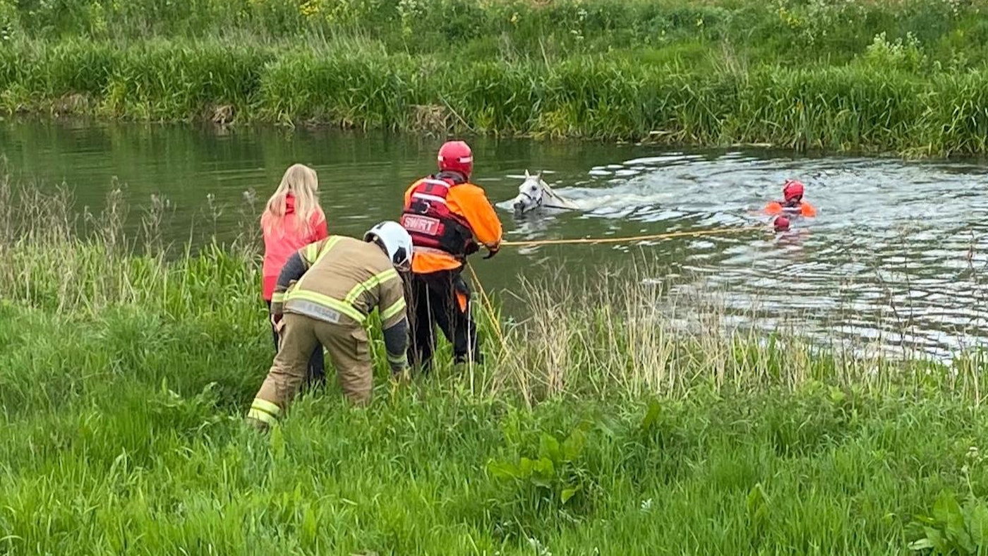 Mare found floundering in deep river after trespassers leave field gate