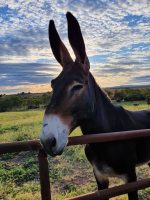 mammoth donkey
