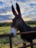 mammoth donkey