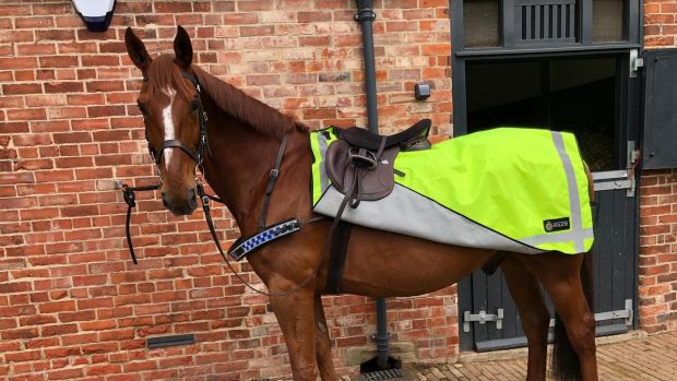 Police horse Northumbria Police