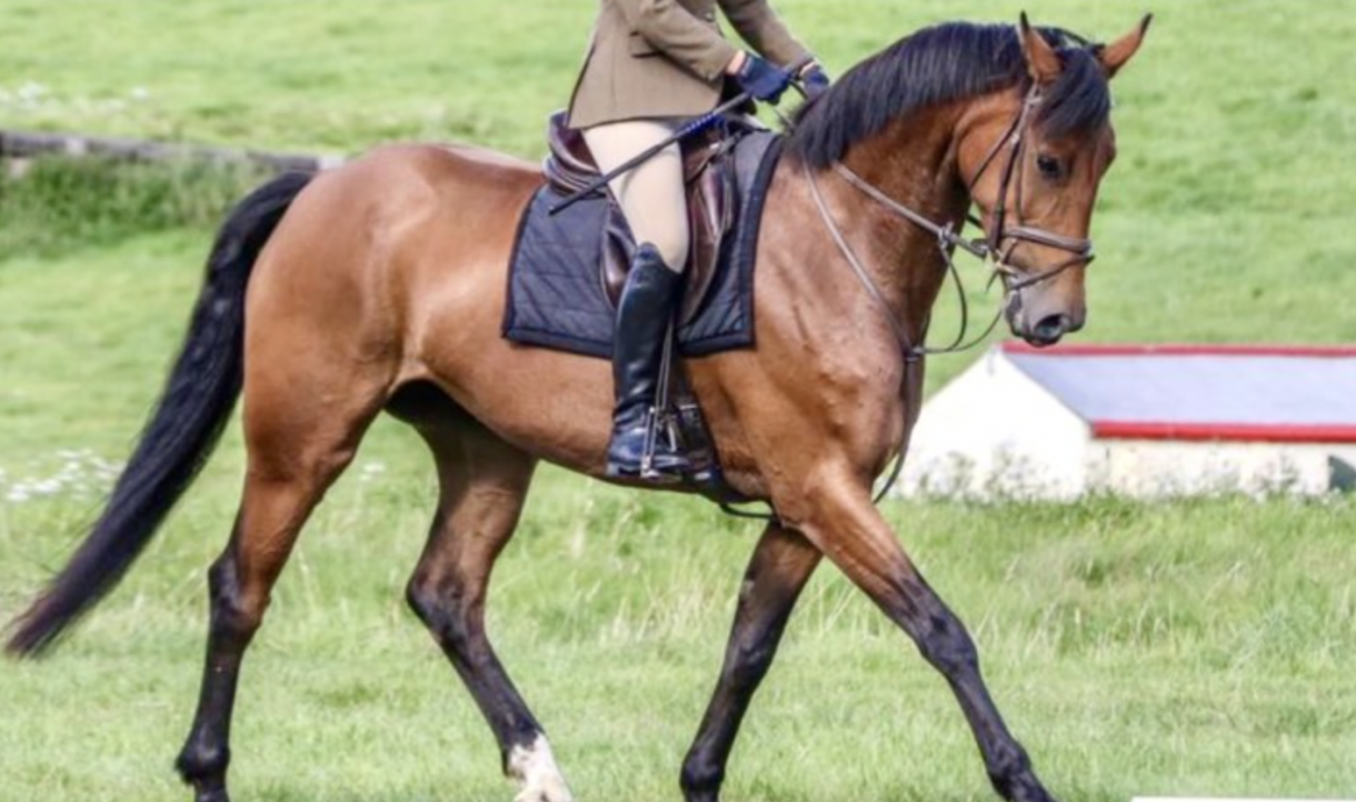Event horses for sale with Horse & Hound check out this selection