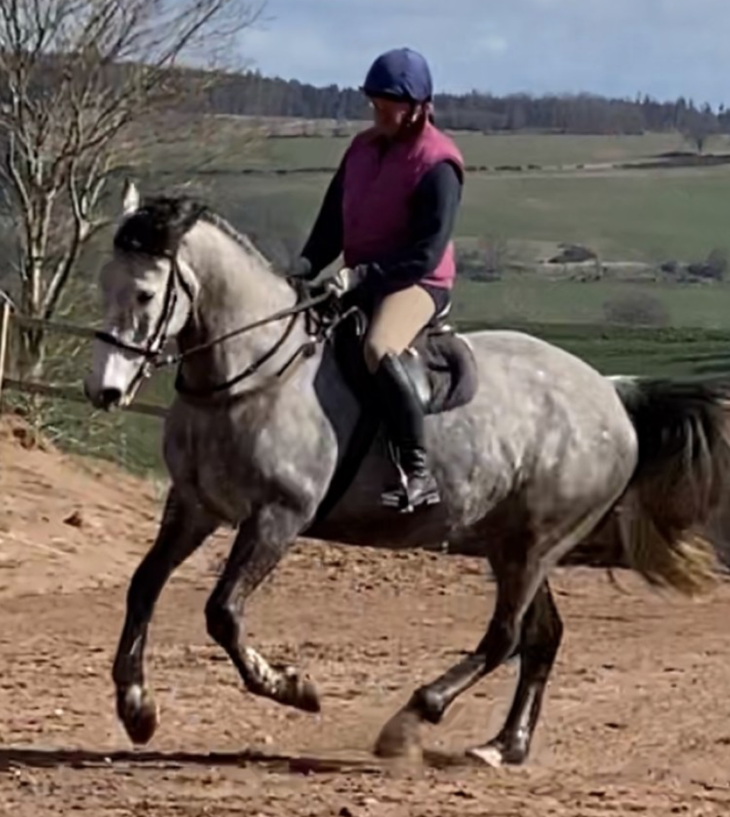 event horses for sale