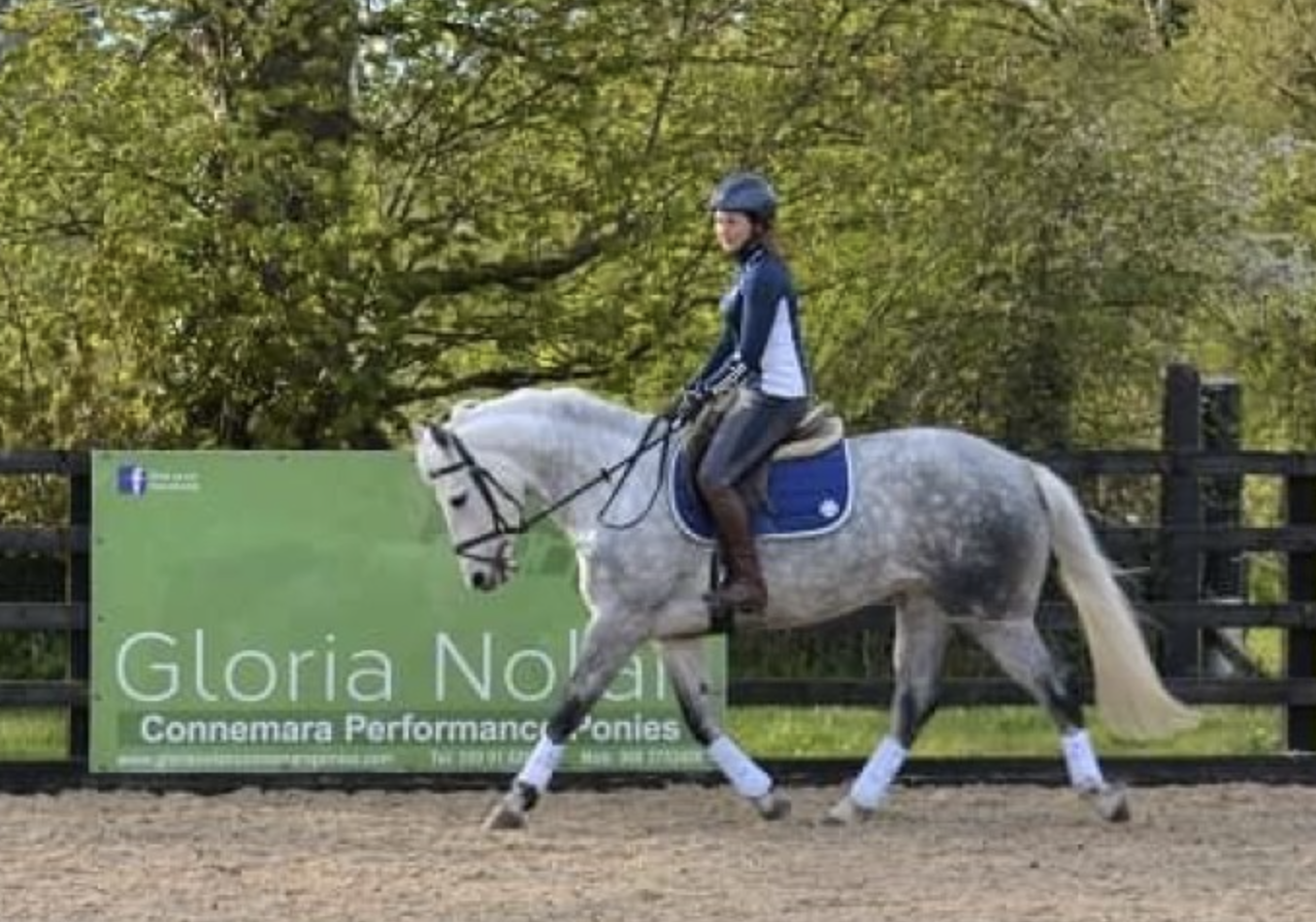 horses under 15.2hh for sale