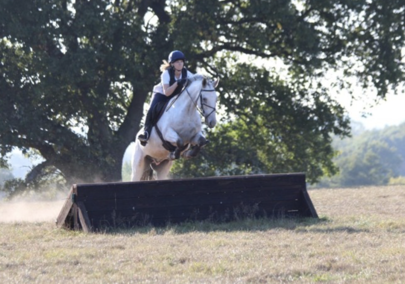 horses under 15.2hh for sale