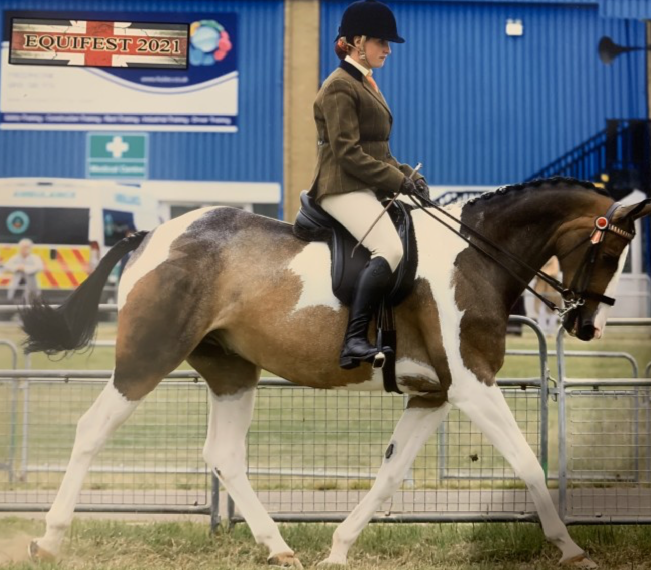 horses under 15.2hh for sale