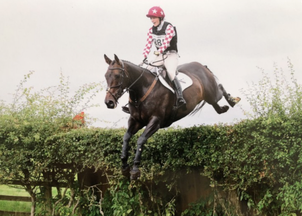 horses under 15.2hh for sale