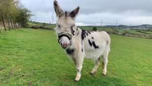 Skye the donkey is recovering after sarcoid surgery