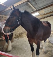 Shire horse Household Cavalry